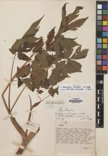 Type specimen at Edinburgh (E). Kingdon-Ward, Francis: 3278. Barcode: E00002738.