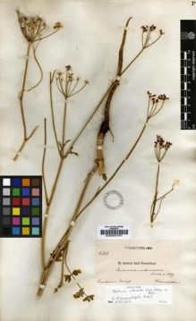 Type specimen at Edinburgh (E). Hohenacker, Rudolph: 4203. Barcode: E00002761.