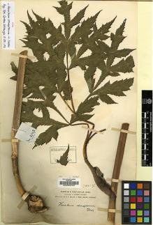Type specimen at Edinburgh (E). Forrest, George: 2847. Barcode: E00002763.