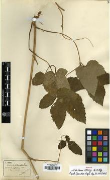 Type specimen at Edinburgh (E). Henry, Augustine: 12486B. Barcode: E00002772.