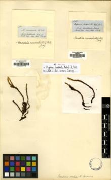 Type specimen at Edinburgh (E). Hooker, Joseph: 85. Barcode: E00002776.