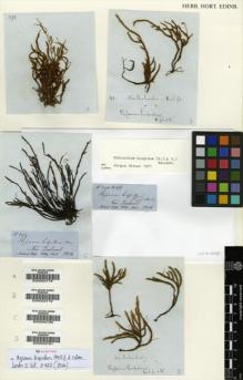 Type specimen at Edinburgh (E). Hooker, Joseph: . Barcode: E00002781.