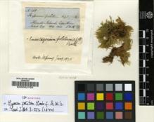 Type specimen at Edinburgh (E). Hooker, Joseph: 158. Barcode: E00002783.