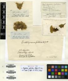 Type specimen at Edinburgh (E). Hooker, Joseph: . Barcode: E00002784.