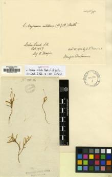 Type specimen at Edinburgh (E). Menzies, Archibald: 16. Barcode: E00002789.