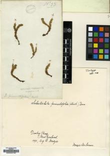 Type specimen at Edinburgh (E). Menzies, Archibald: 55. Barcode: E00002792.