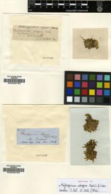 Type specimen at Edinburgh (E). Hooker, Joseph: 370. Barcode: E00002794.