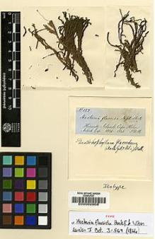 Type specimen at Edinburgh (E). Hooker, Joseph: 153. Barcode: E00002808.