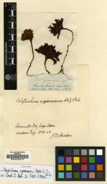 Type specimen at Edinburgh (E). Hooker, Joseph: . Barcode: E00002815.