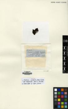 Type specimen at Edinburgh (E). Hooker, Joseph: 183B. Barcode: E00002823.
