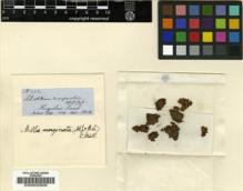Type specimen at Edinburgh (E). Hooker, Joseph: 242. Barcode: E00002828.
