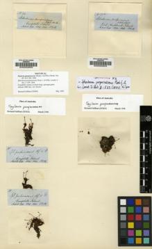 Type specimen at Edinburgh (E). Hooker, Joseph: 33. Barcode: E00002833.