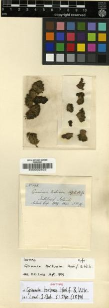 Type specimen at Edinburgh (E). Hooker, Joseph: 196. Barcode: E00002835.