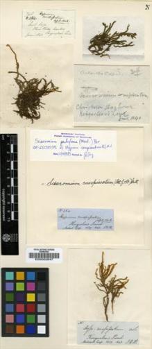 Type specimen at Edinburgh (E). Hooker, Joseph: 264. Barcode: E00002847.