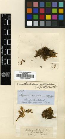 Type specimen at Edinburgh (E). Hooker, Joseph: 18. Barcode: E00002848.