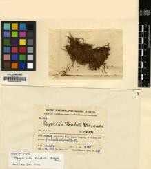 Type specimen at Edinburgh (E). Handel-Mazzetti, Heinrich: 3162. Barcode: E00002859.