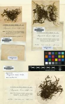 Type specimen at Edinburgh (E). Schiffner, Victor: 1061. Barcode: E00002861.