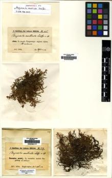 Type specimen at Edinburgh (E). Schiffner, Victor: 1035. Barcode: E00002865.