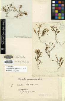 Type specimen at Edinburgh (E). Menzies, Archibald: 41. Barcode: E00002873.