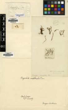 Type specimen at Edinburgh (E). Swartz, Olof: . Barcode: E00002877.