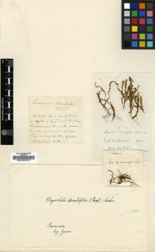 Type specimen at Edinburgh (E). Gunn, Ronald: . Barcode: E00002879.