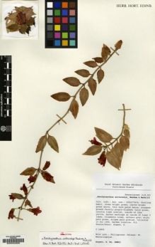 Type specimen at Edinburgh (E). Cultivated Plant of the RBGE (CULTE): C14862. Barcode: E00002886.