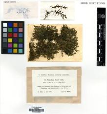 Type specimen at Edinburgh (E). Müller, Karl: 956. Barcode: E00002887.