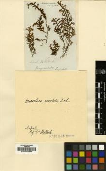 Type specimen at Edinburgh (E). Wallich, Nathaniel: . Barcode: E00002889.