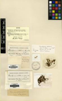 Type specimen at Edinburgh (E). Spruce, Richard: . Barcode: E00002892.