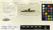 Type specimen at Edinburgh (E). Jones, Eustace; Pócs, Tamás: 1636. Barcode: E00002901.