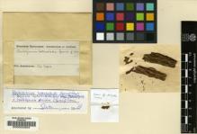 Type specimen at Edinburgh (E). Spruce, Richard: . Barcode: E00002904.