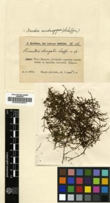 Type specimen at Edinburgh (E). Schiffner, Victor: 126. Barcode: E00002907.