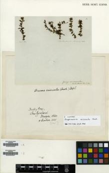 Type specimen at Edinburgh (E). Menzies, Archibald: . Barcode: E00002909.