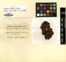 Type specimen at Edinburgh (E). Schiffner, Victor: 97. Barcode: E00002915.