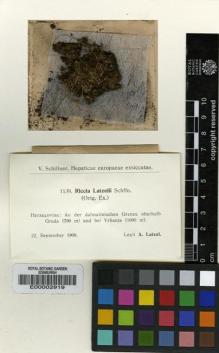 Type specimen at Edinburgh (E). Latzel, Albert: 1139. Barcode: E00002919.