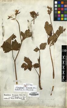Type specimen at Edinburgh (E). Wallich, Nathaniel: WALL. CAT. 590. Barcode: E00002937.