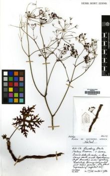 Type specimen at Edinburgh (E). Hilliard, Olive; Burtt, Brian: 17732. Barcode: E00002948.