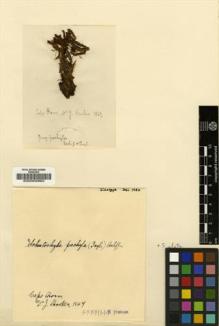 Type specimen at Edinburgh (E). Hooker, Joseph: . Barcode: E00002963.