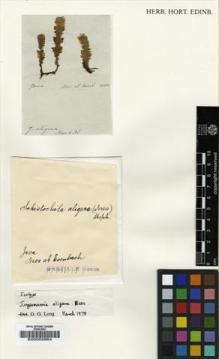 Type specimen at Edinburgh (E). Nees von Esenbeck, Christian: . Barcode: E00002964.