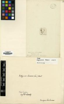 Type specimen at Edinburgh (E). Swartz, Olof: . Barcode: E00002972.