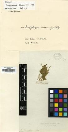 Type specimen at Edinburgh (E). Swartz, Olof: . Barcode: E00002975.