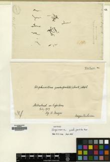 Type specimen at Edinburgh (E). Menzies, Archibald: . Barcode: E00002977.