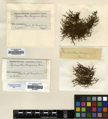 Type specimen at Edinburgh (E). Spruce, Richard: . Barcode: E00002978.