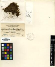 Type specimen at Edinburgh (E). Merrill, Elmer: 6854. Barcode: E00002980.