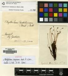 Type specimen at Edinburgh (E). Gardner, George: 10. Barcode: E00002983.