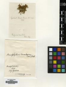 Type specimen at Edinburgh (E). Gardner, George: 123. Barcode: E00002988.