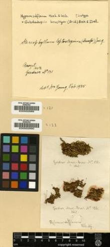 Type specimen at Edinburgh (E). Gardner, George: 121. Barcode: E00002989.