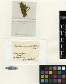 Type specimen at Edinburgh (E). Gardner, George: 76. Barcode: E00002993.
