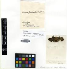 Type specimen at Edinburgh (E). Hooker, Joseph: . Barcode: E00002995.