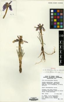 Type specimen at Edinburgh (E). Kunming, Edinburgh, Gothenburg Expedition (1993): 1191. Barcode: E00003183.